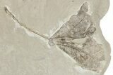 Fossil Weevil (Snout Beetle) and Sycamore Leaf (Macginitiea) - Utah #242794-1